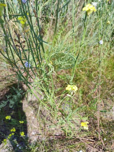 Erysimum quadrangulum, photographed by Igor Balashov