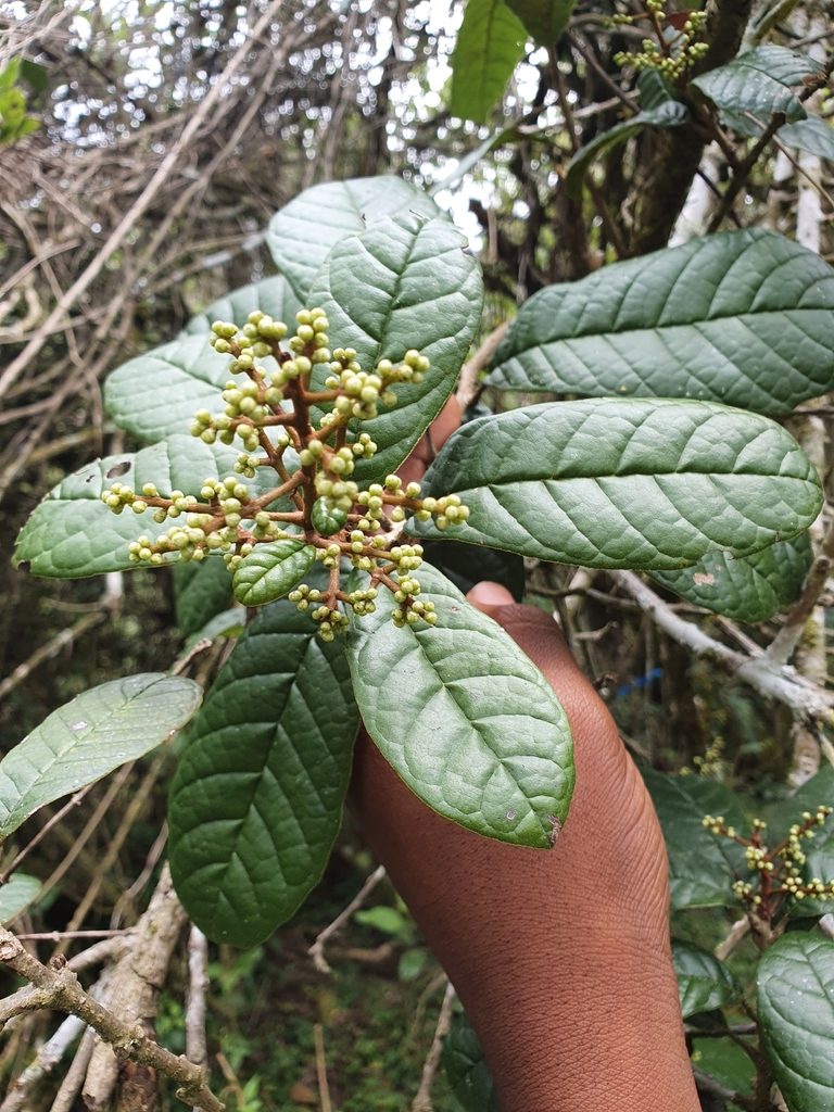 Meliosma impressa, photographed by Yolanda M. Leon