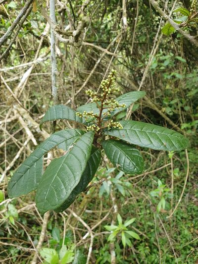 Meliosma impressa, photographed by Yolanda M. Leon