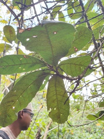 Meliosma impressa, photographed by Yolanda M. Leon