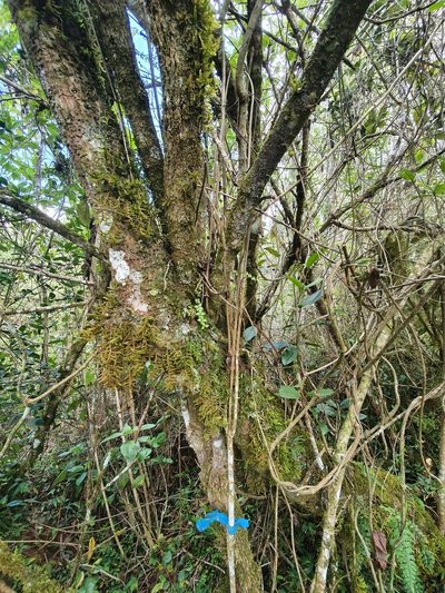 Meliosma impressa, photographed by Yolanda M. Leon