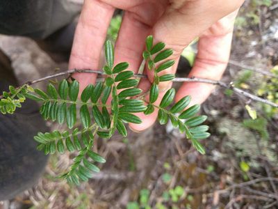 Osteomeles anthyllidifolia, photographed by Kevin Faccenda