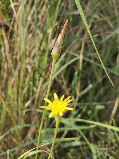Scorzonera parviflora, photographed by KAnatoliy