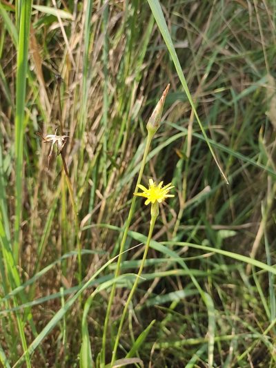 Scorzonera parviflora, photographed by KAnatoliy