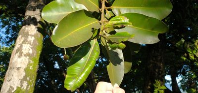 Calophyllum inophyllum, photographed by Dana Lee Ling