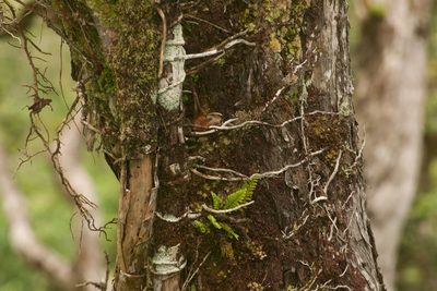 Freycinetia arborea, photographed by Kevin Faccenda