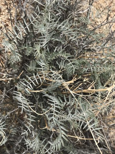 Astragalus bernardinus, photographed by Ryan Donnelly