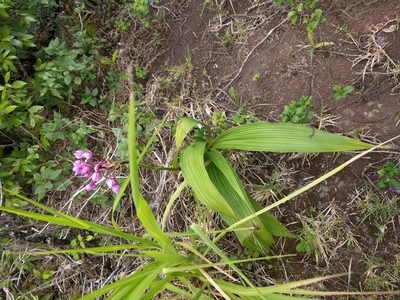 Spathoglottis plicata, photographed by Kevin Faccenda