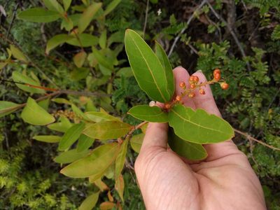 Citharexylum caudatum, photographed by Kevin Faccenda