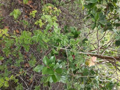 Osteomeles anthyllidifolia, photographed by Kevin Faccenda