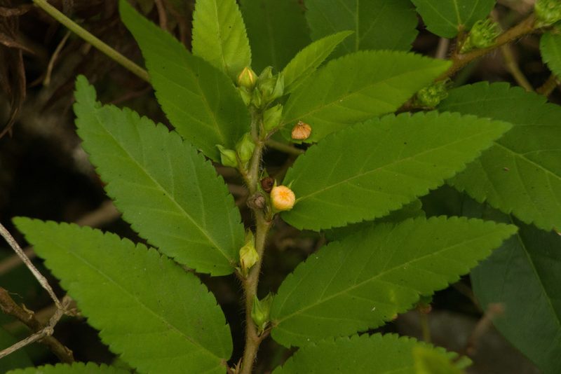 Sida planicaulis, photographed by Kevin Faccenda