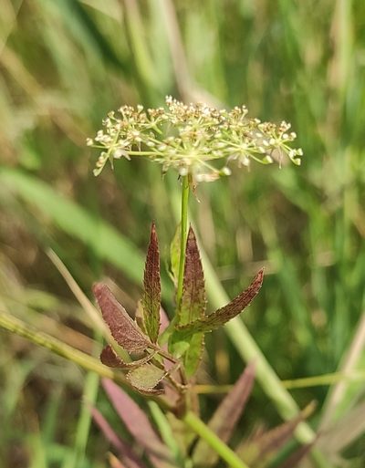 Sium sisarum, photographed by KAnatoliy