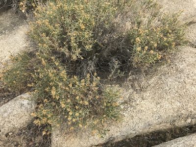 Ericameria teretifolia, photographed by Ryan Donnelly