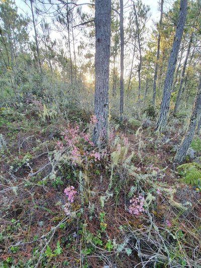 Tolumnia scandens, photographed by Yolanda M. Leon
