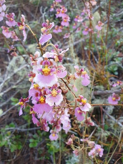 Tolumnia scandens, photographed by Yolanda M. Leon