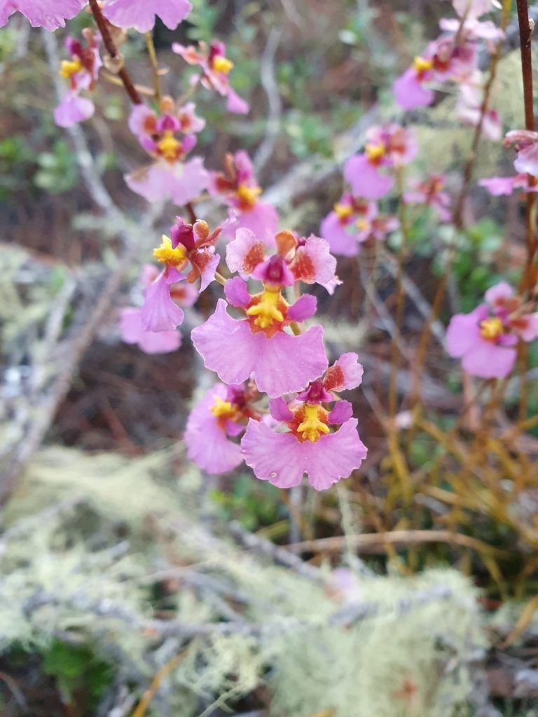 Tolumnia scandens, photographed by Yolanda M. Leon