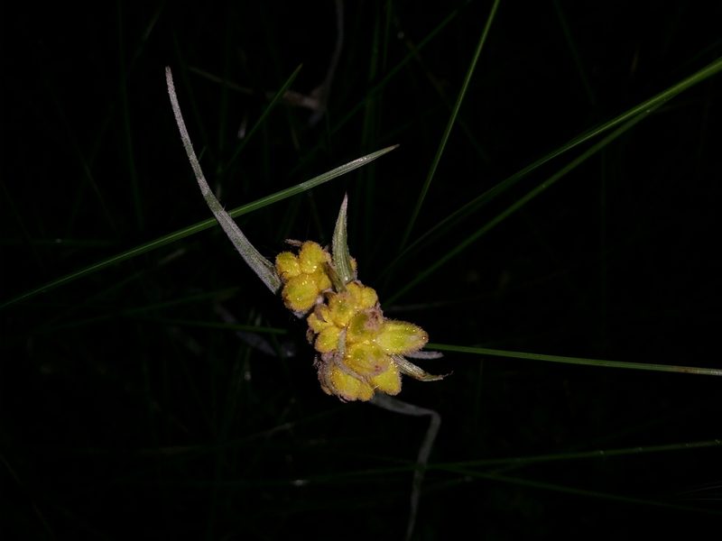 Conostylis candicans, photographed by Helium Luo