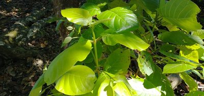 Guettarda speciosa, photographed by Dana Lee Ling