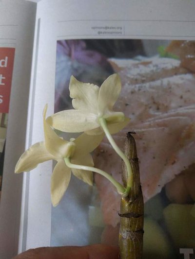 Dendrobium rhombeum, photographed by Kevin Faccenda