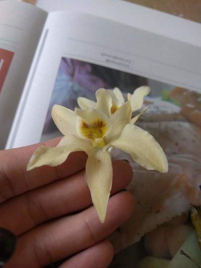 Dendrobium rhombeum, photographed by Kevin Faccenda