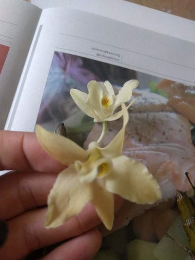 Dendrobium rhombeum, photographed by Kevin Faccenda