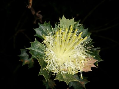 Banksia sessilis, photographed by Helium Luo