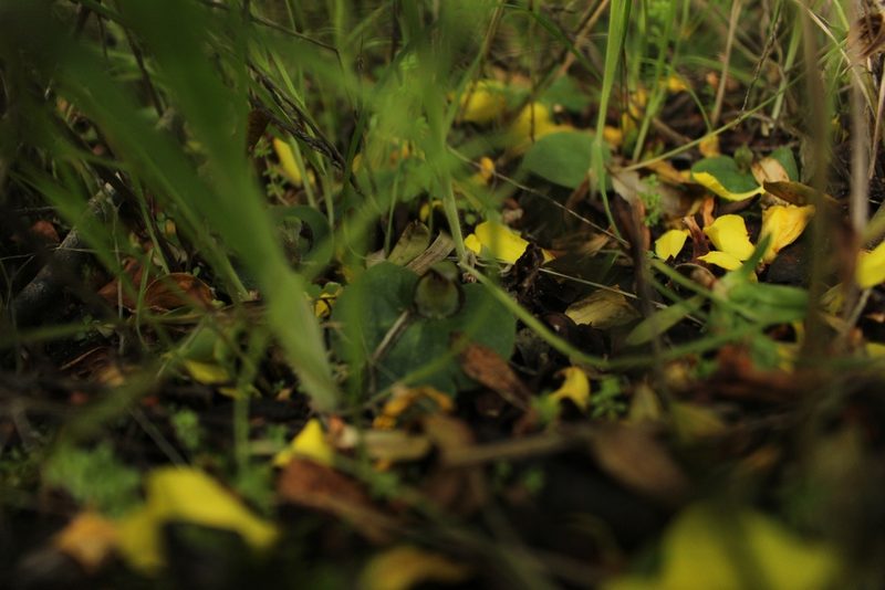 Corybas limpidus, photographed by Em Lamond