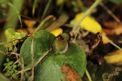 Corybas limpidus, photographed by Em Lamond