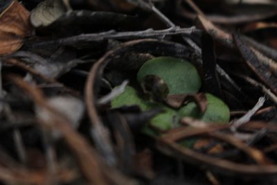 Corybas limpidus, photographed by Em Lamond