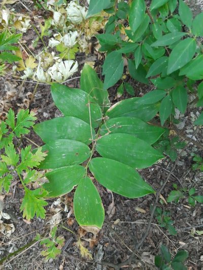 Polygonatum glaberrimum, photographed by София Р.