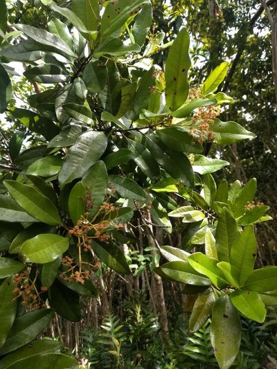 Pimenta dioica, photographed by Kevin Faccenda