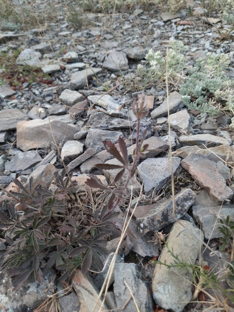 Potentilla taurica, photographed by София Р.