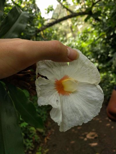 Dimerocostus strobilaceus, photographed by Kevin Faccenda