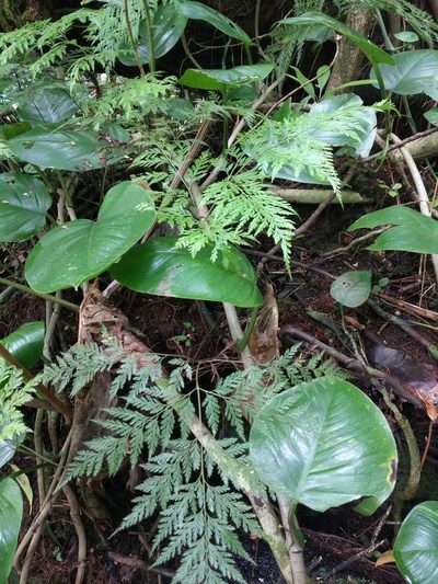 Davallia fejeensis, photographed by Kevin Faccenda