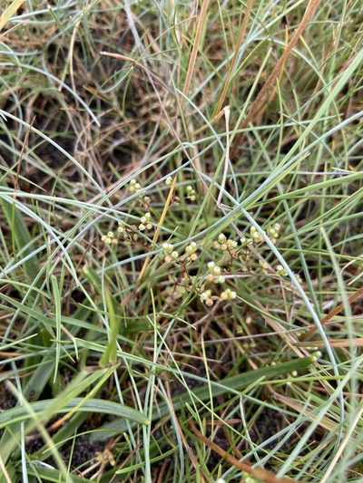 Radiola linoides, photographed by Dorte Stokholm