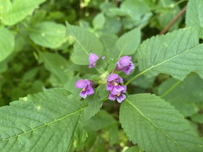 Galeopsis pubescens, photographed by Peter Gabler