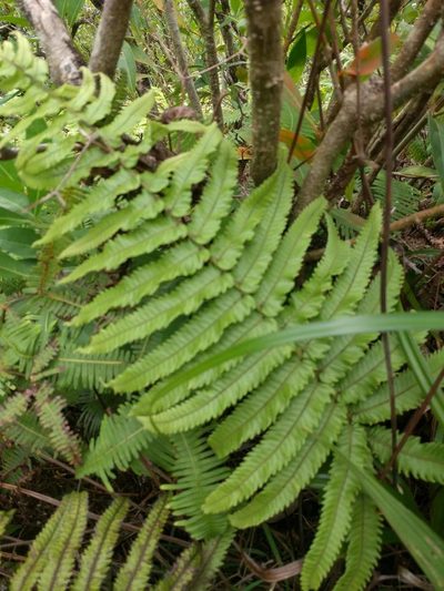 Hoiokula sandwicensis, photographed by Kevin Faccenda