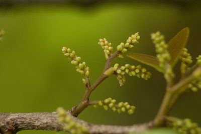Antidesma platyphyllum, photographed by Kevin Faccenda