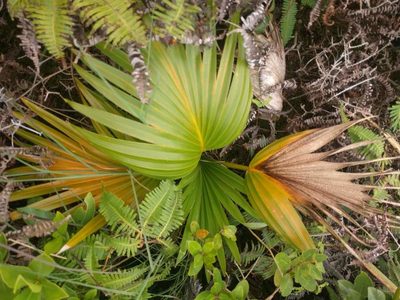 Pritchardia martii, photographed by Kevin Faccenda