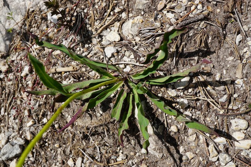 Hieracium bupleuroides, photographed by Patrick Hacker