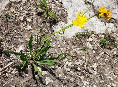 Hieracium bupleuroides, photographed by Patrick Hacker