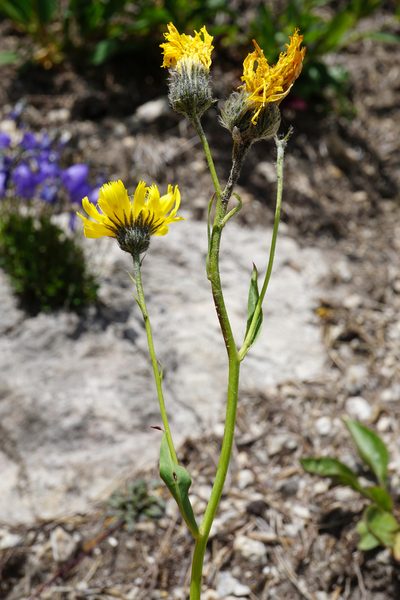 Hieracium bupleuroides, photographed by Patrick Hacker