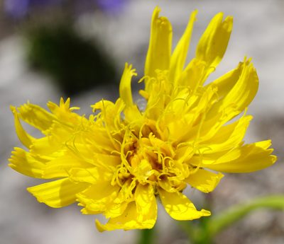 Hieracium bupleuroides, photographed by Patrick Hacker