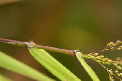 Isachne distichophylla, photographed by Kevin Faccenda