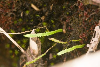 Stenogrammitis saffordii, photographed by Kevin Faccenda