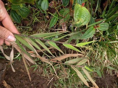 Isachne distichophylla, photographed by Kevin Faccenda