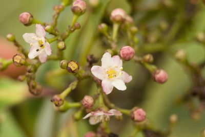 Ilex anomala, photographed by Kevin Faccenda