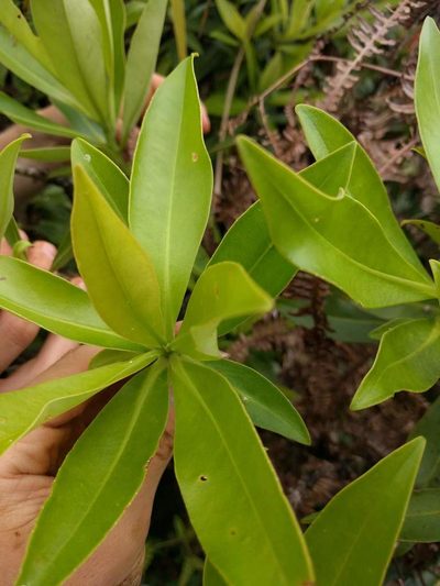 Myrsine degeneri, photographed by Kevin Faccenda