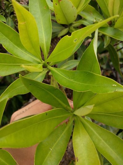 Myrsine degeneri, photographed by Kevin Faccenda