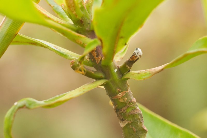 Myrsine degeneri, photographed by Kevin Faccenda